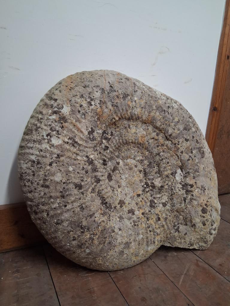 ammonite